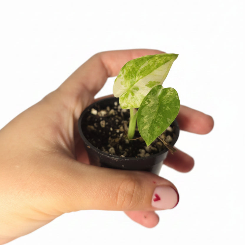 Alocasia gageana Albo – Variegated Alocasia in 6cm Pot