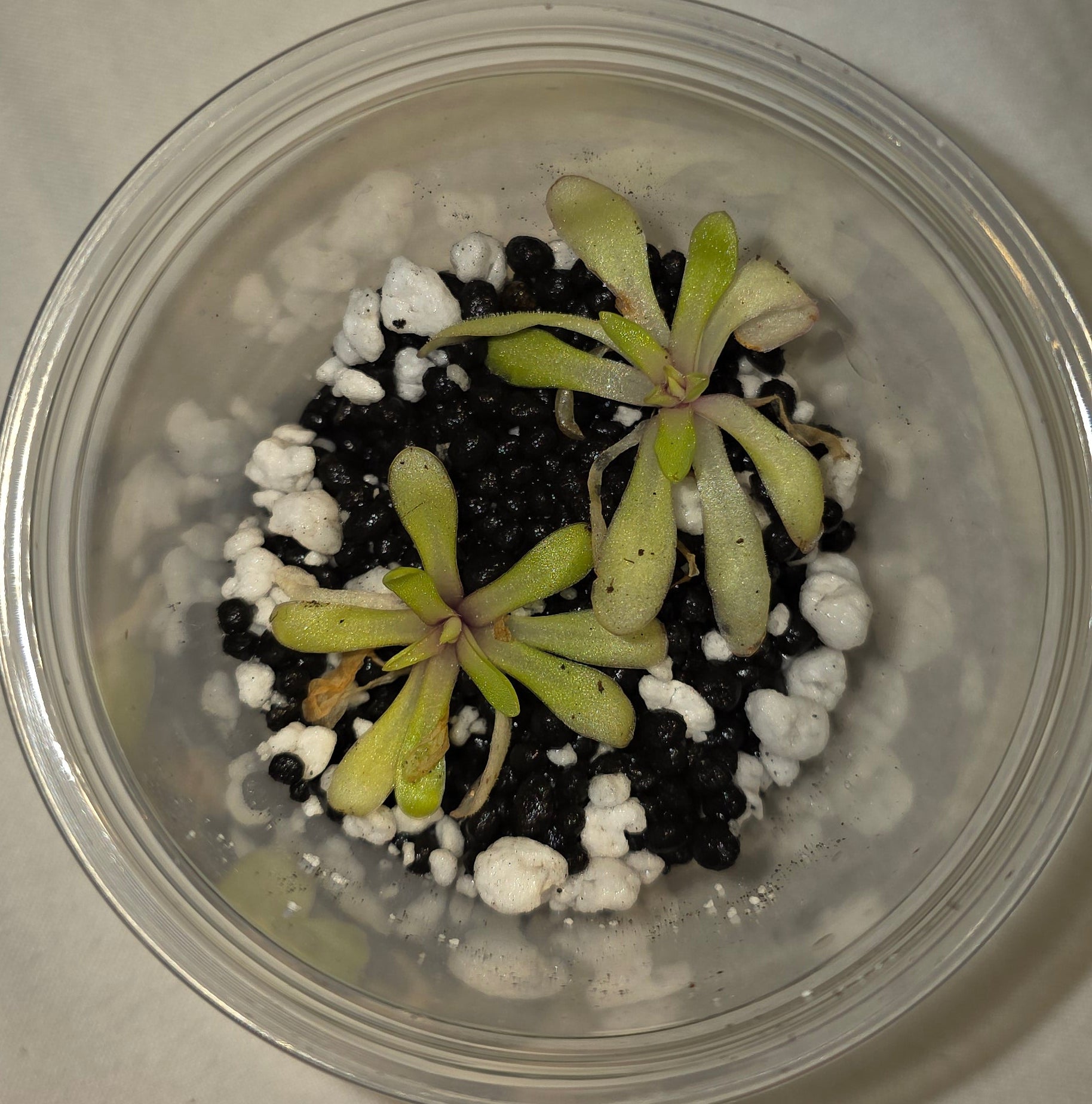 Pinguicula (Butterwort) – Carnivorous Plant in Perlite & Fluval Cup