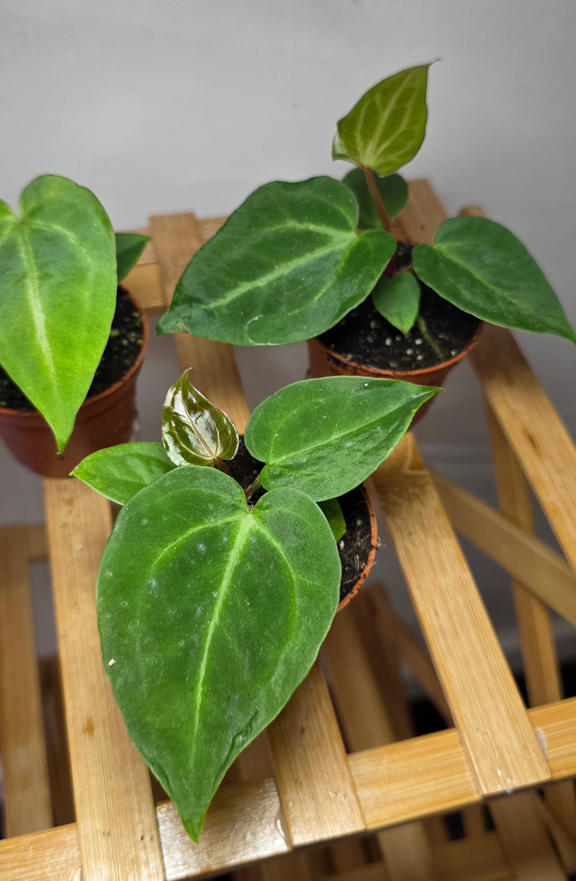 Anthurium Magnificum – Velvet Veined Plant (6cm Pot)