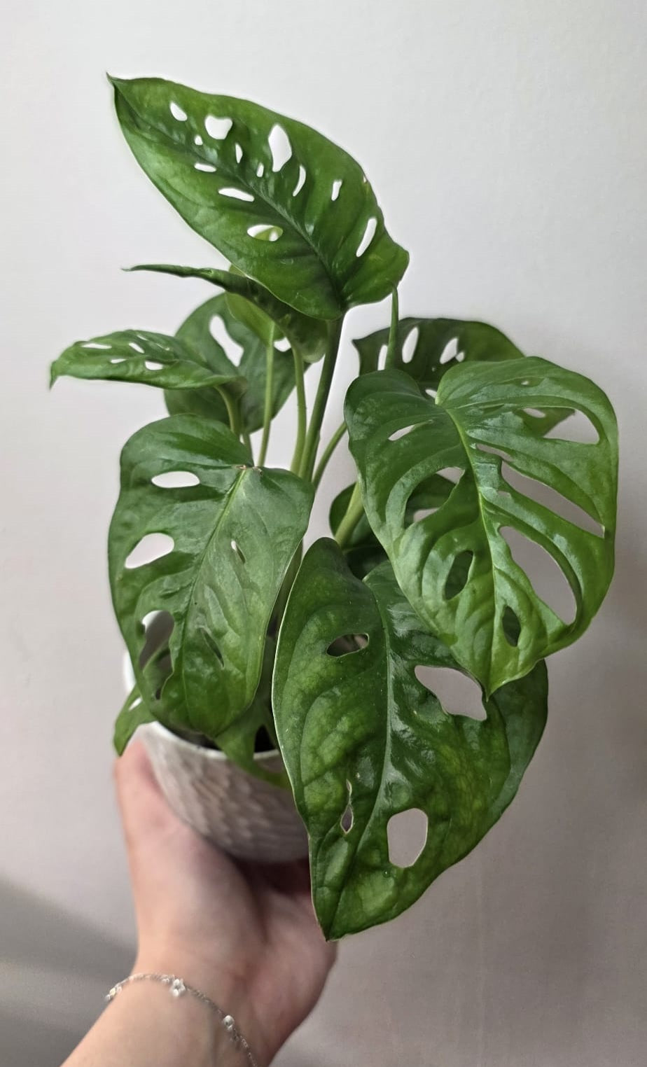 Monstera Adansonii (Swiss Cheese Vine) – 10 cm Pot
