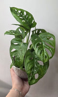 Monstera Adansonii (Swiss Cheese Vine) – 10 cm Pot