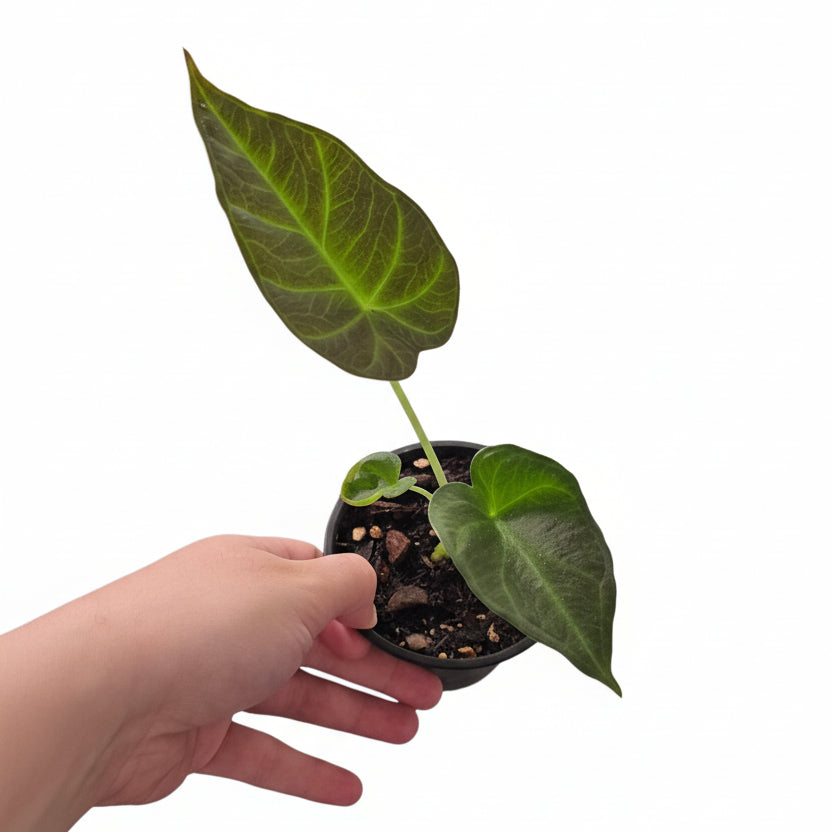 Alocasia Regal Shield - Corm Grown Starter Plant