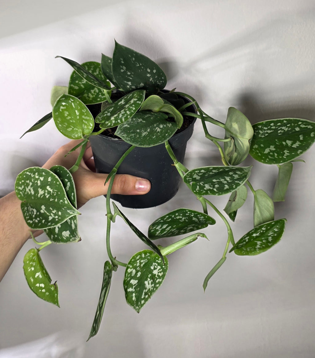 Scindapsus Pictus ‘Argyraeus’ – Satin Pothos