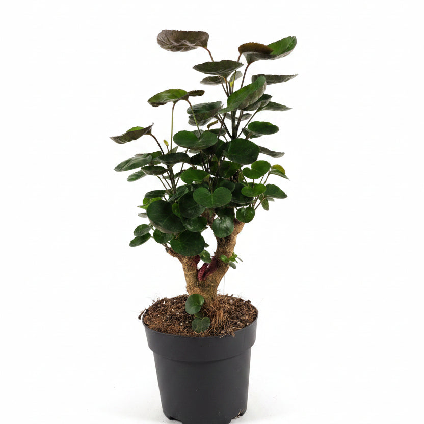 Polyscias scutellaria – Shield Aralia Houseplant