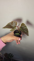 Begonia Benigo Pink – Decorative Houseplant