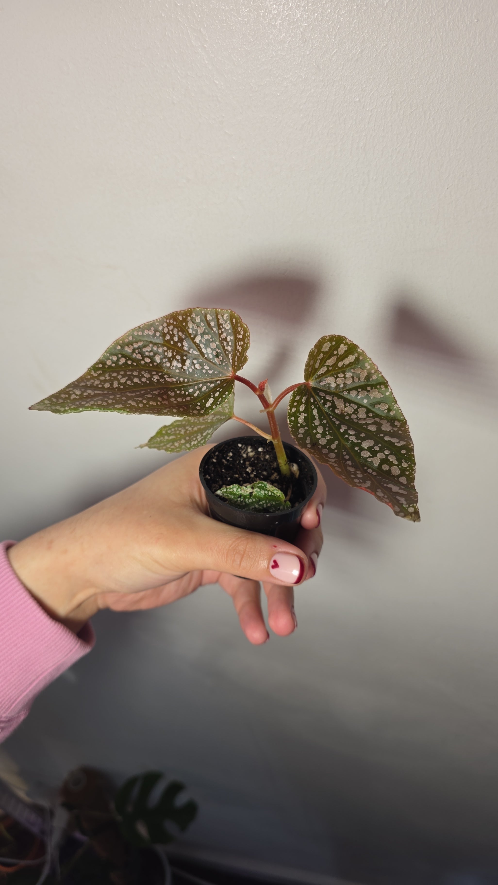 Begonia Benigo Pink – Decorative Houseplant