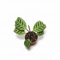 Ctenanthe burle-marxii – Never Never Plant
