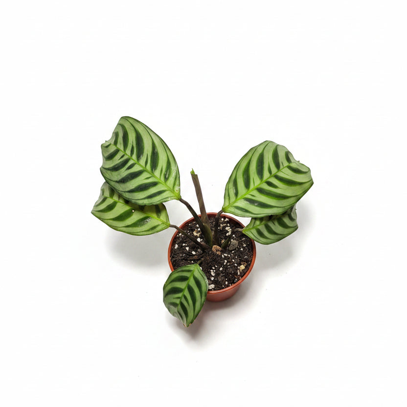 Ctenanthe burle-marxii – Never Never Plant
