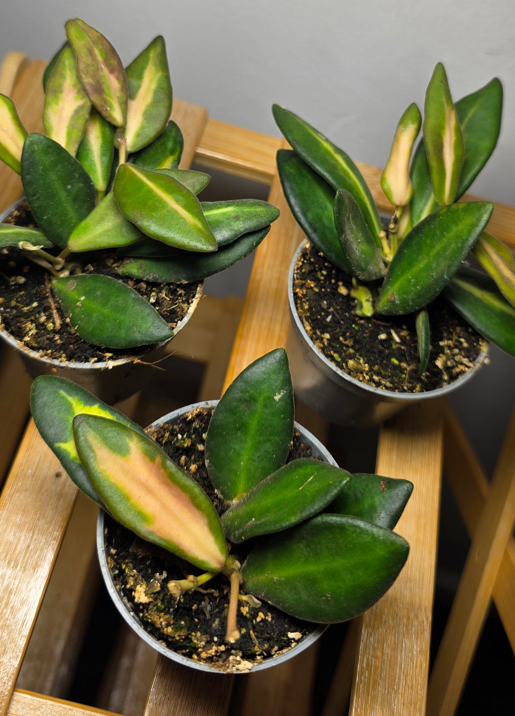 Hoya burtoniae Variegata – Variegated Trailing Hoya