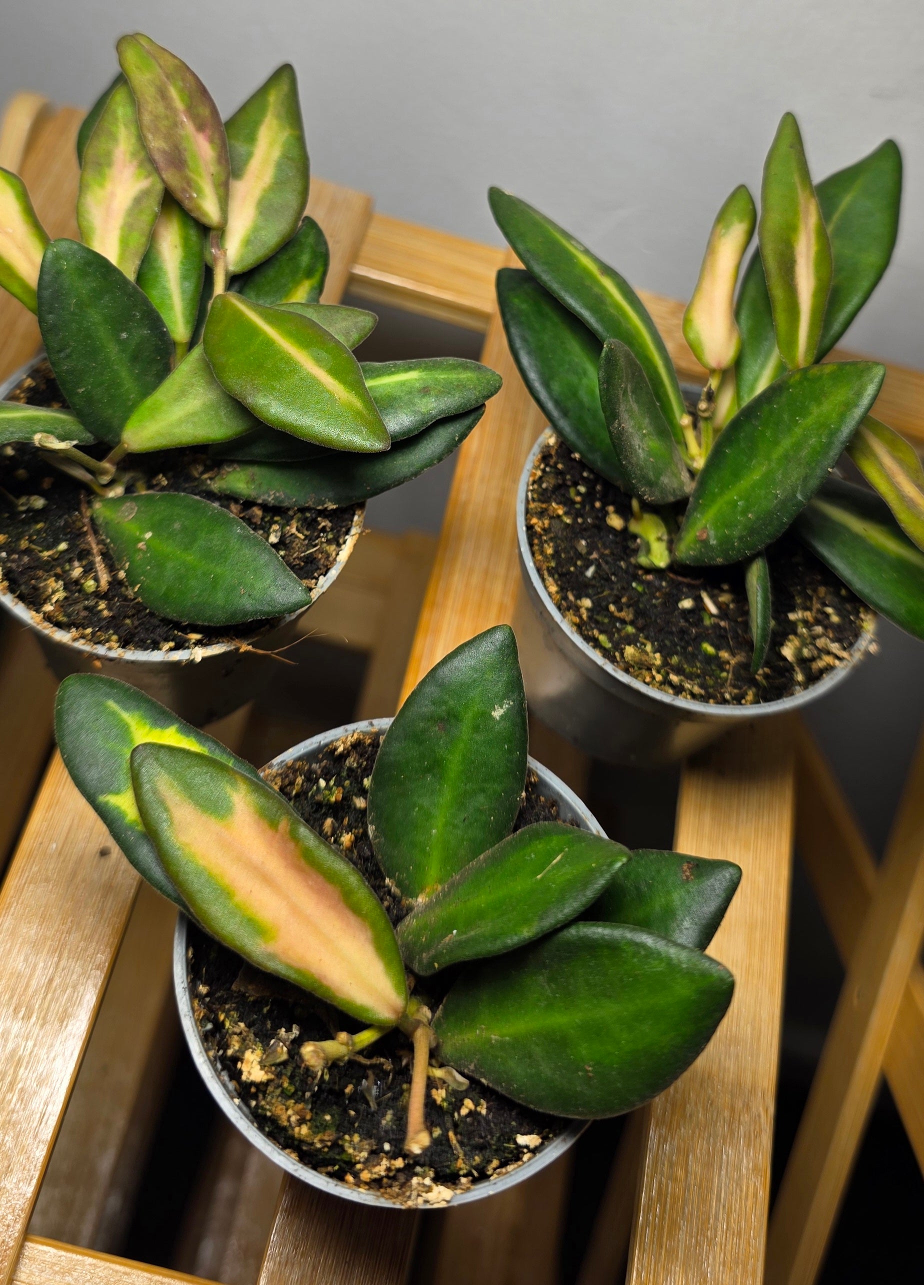 Hoya burtoniae Variegata – Variegated Trailing Hoya