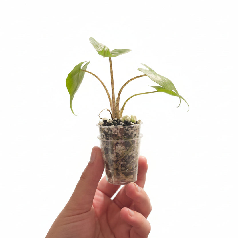 Alocasia Stingray – Unique Tropical Houseplant