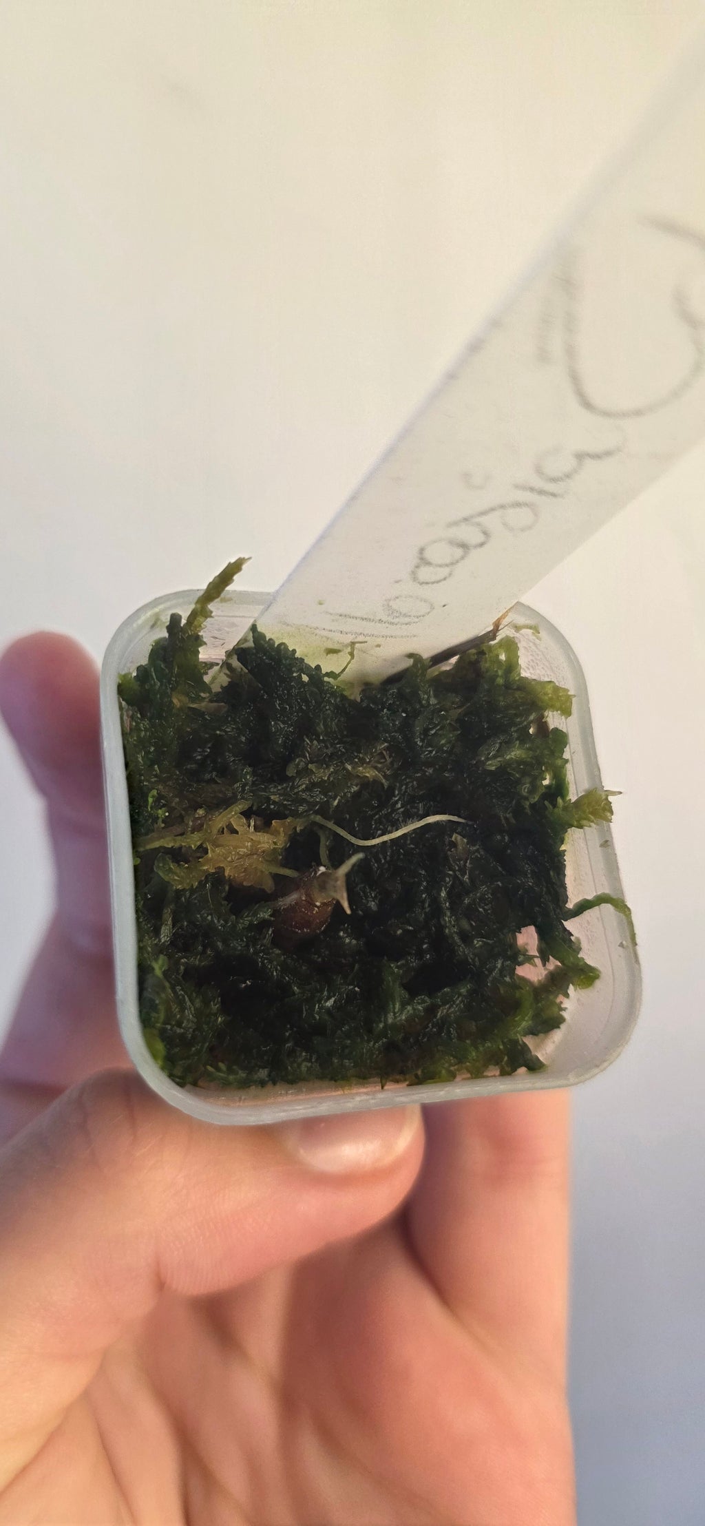 Alocasia Zebrina Corm – Rooted & Sprouting