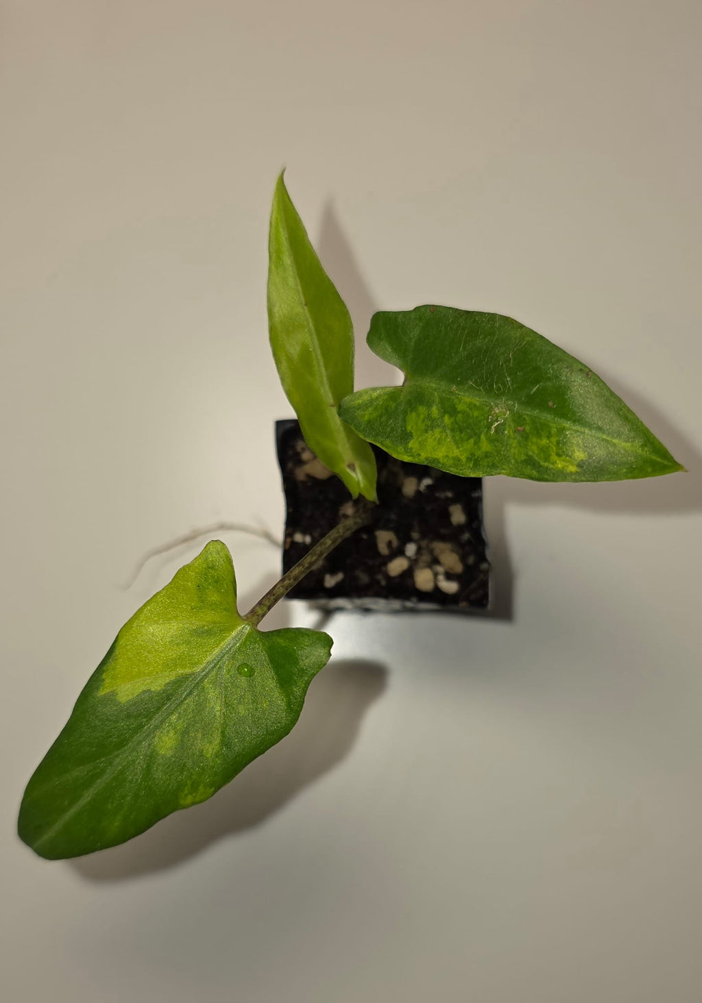 Alocasia Lauterbachiana Aurea Variegated – Rare Variegated Alocasia