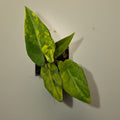 Alocasia Lauterbachiana Aurea Variegated – Rare Variegated Alocasia
