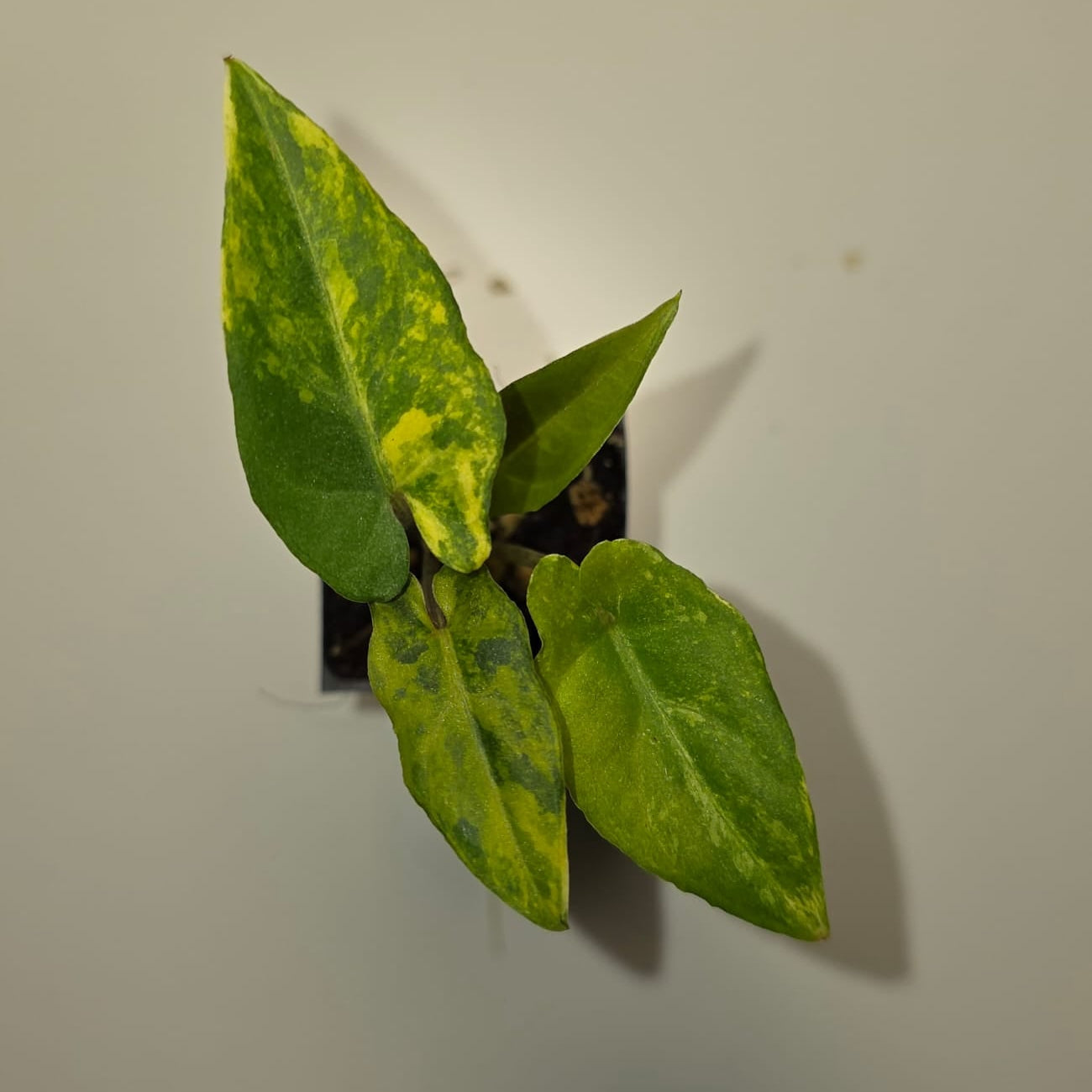 Alocasia Lauterbachiana Aurea Variegated – Rare Variegated Alocasia