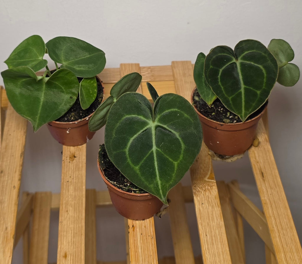 Anthurium Clarinervium – Velvet Leaf Veined Anthurium