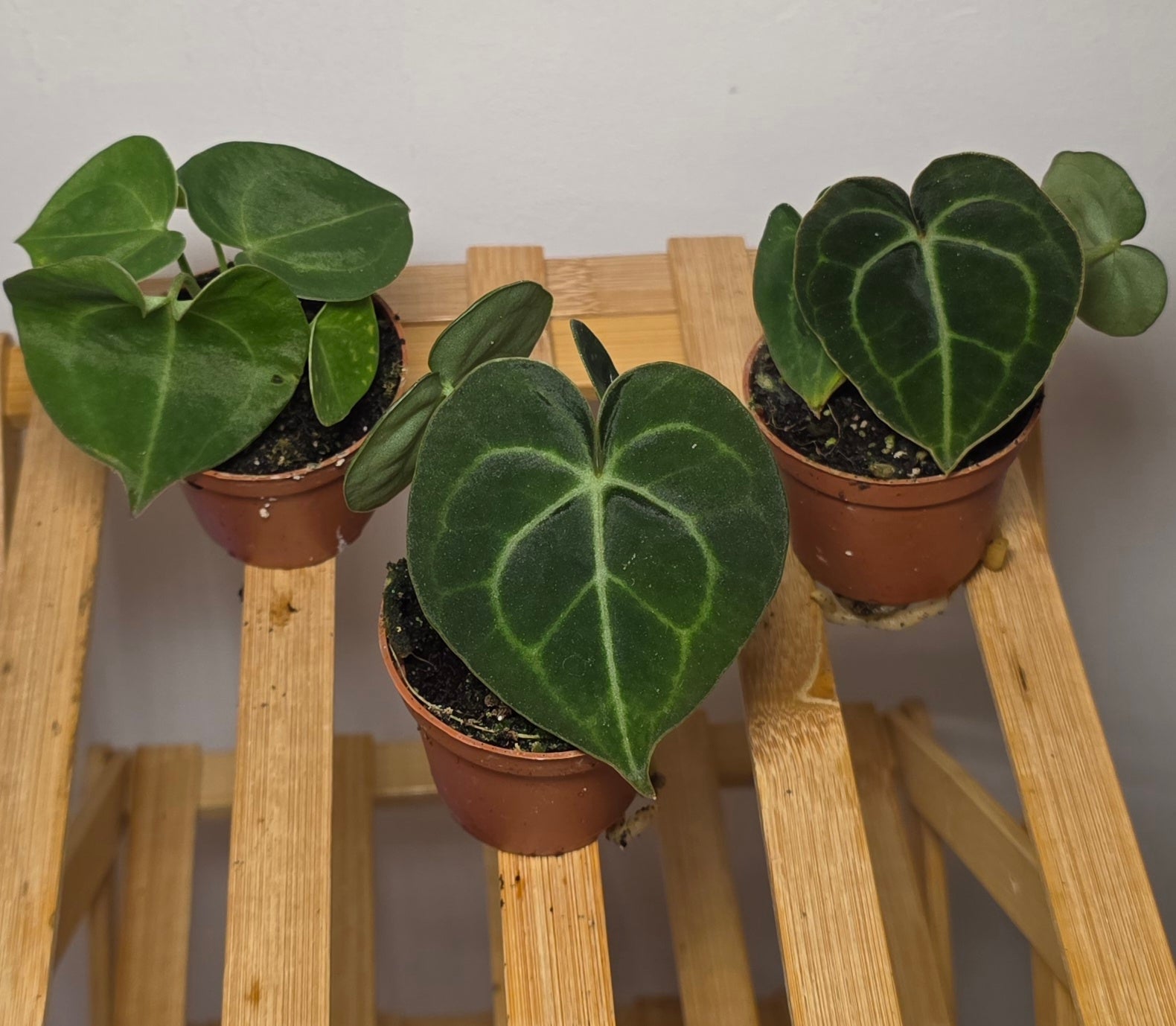 Anthurium Clarinervium – Velvet Leaf Veined Anthurium