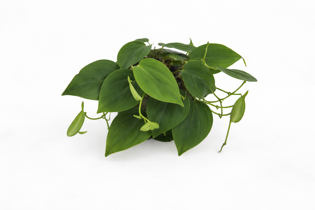 Philodendron Scandens (Heartleaf Philodendron)