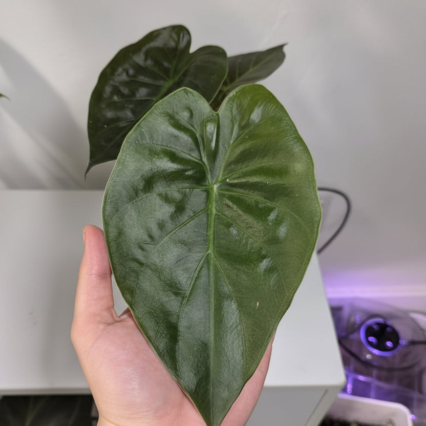 Alocasia Wentii – Hardy Upright Alocasia