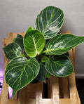 Philodendron Birkin – Variegated Philodendron