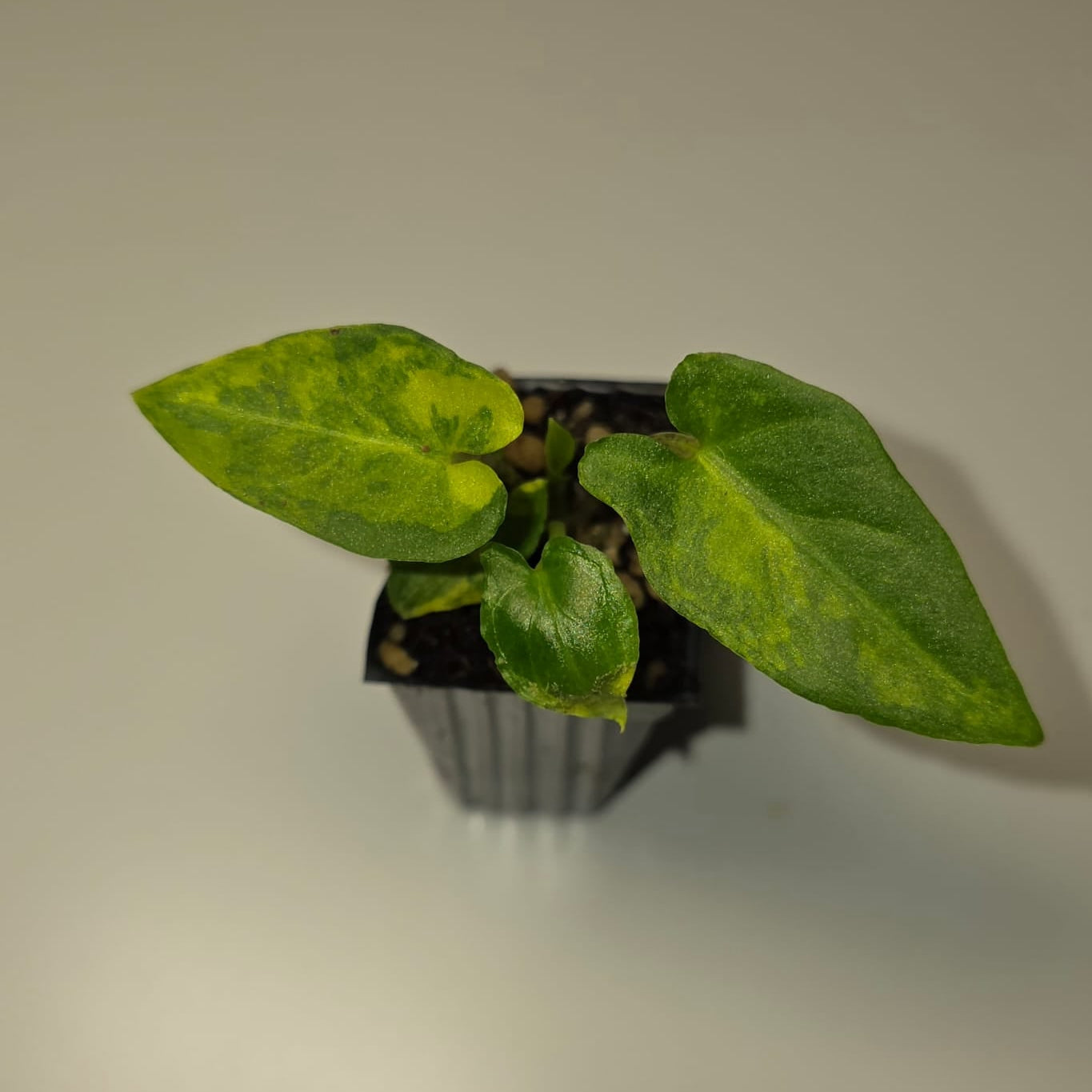 Alocasia Lauterbachiana Aurea Variegated – Rare Variegated Alocasia