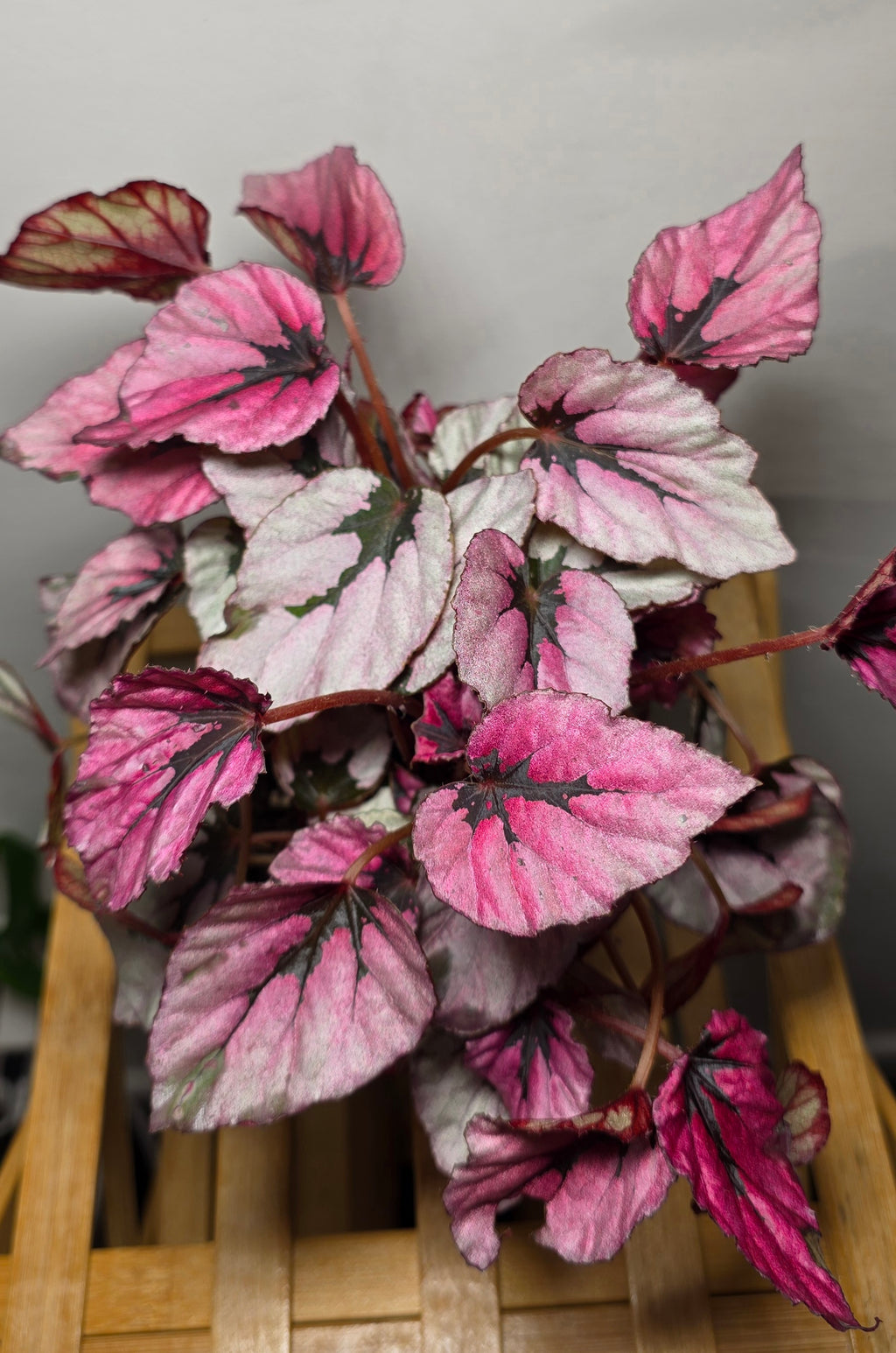 Damaged- Begonia Rex ‘Indian Summer’ – Colourful Rex Begonia