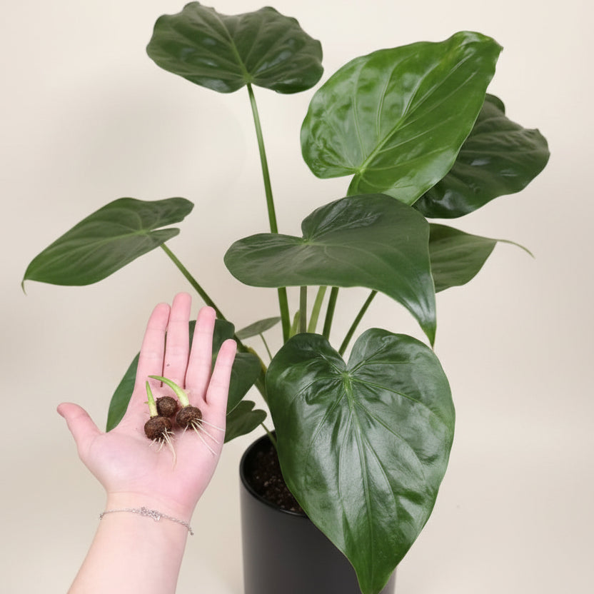 Alocasia Cucullata Corms – Hardy Alocasia Starter