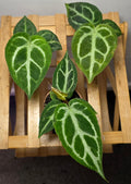 Anthurium Crystallinum – Velvet Silver Veined Anthurium