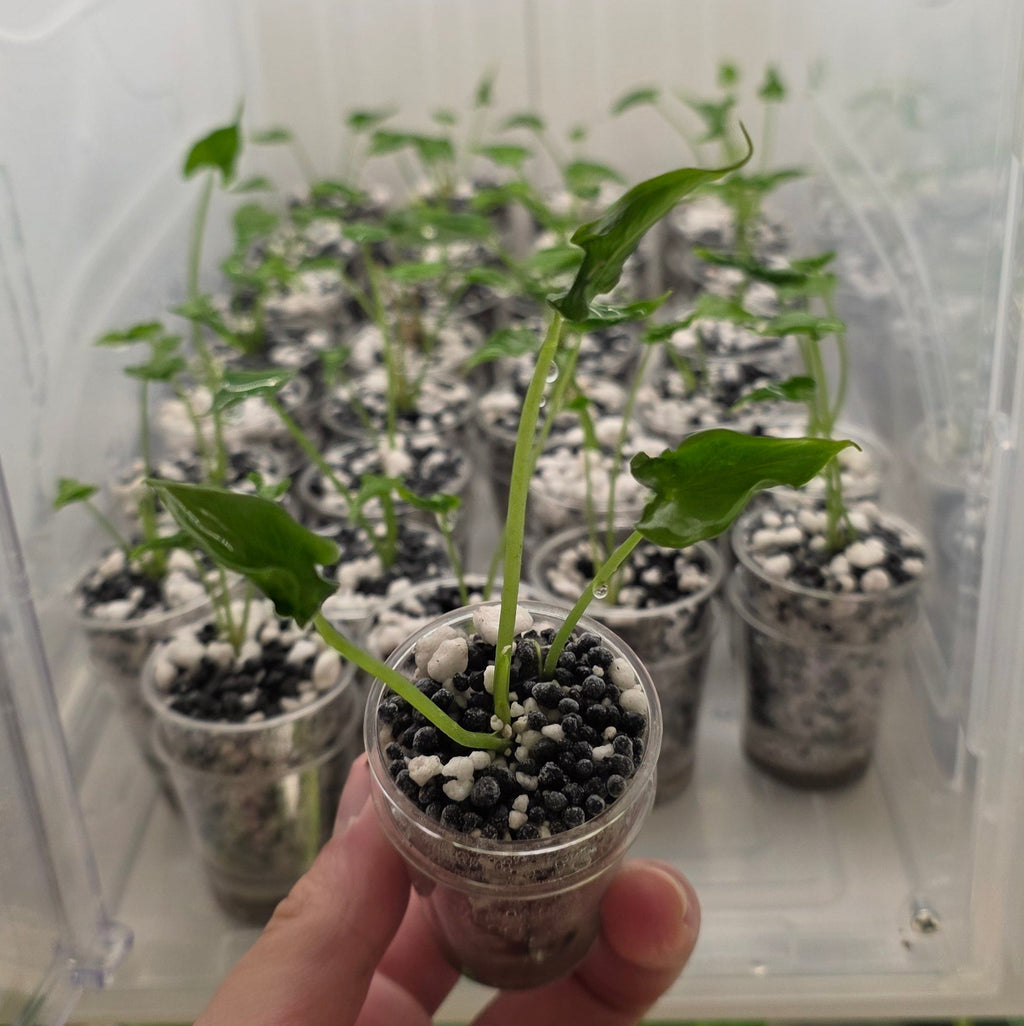 Alocasia Teletubbies – In Handmade Self-Watering Pot