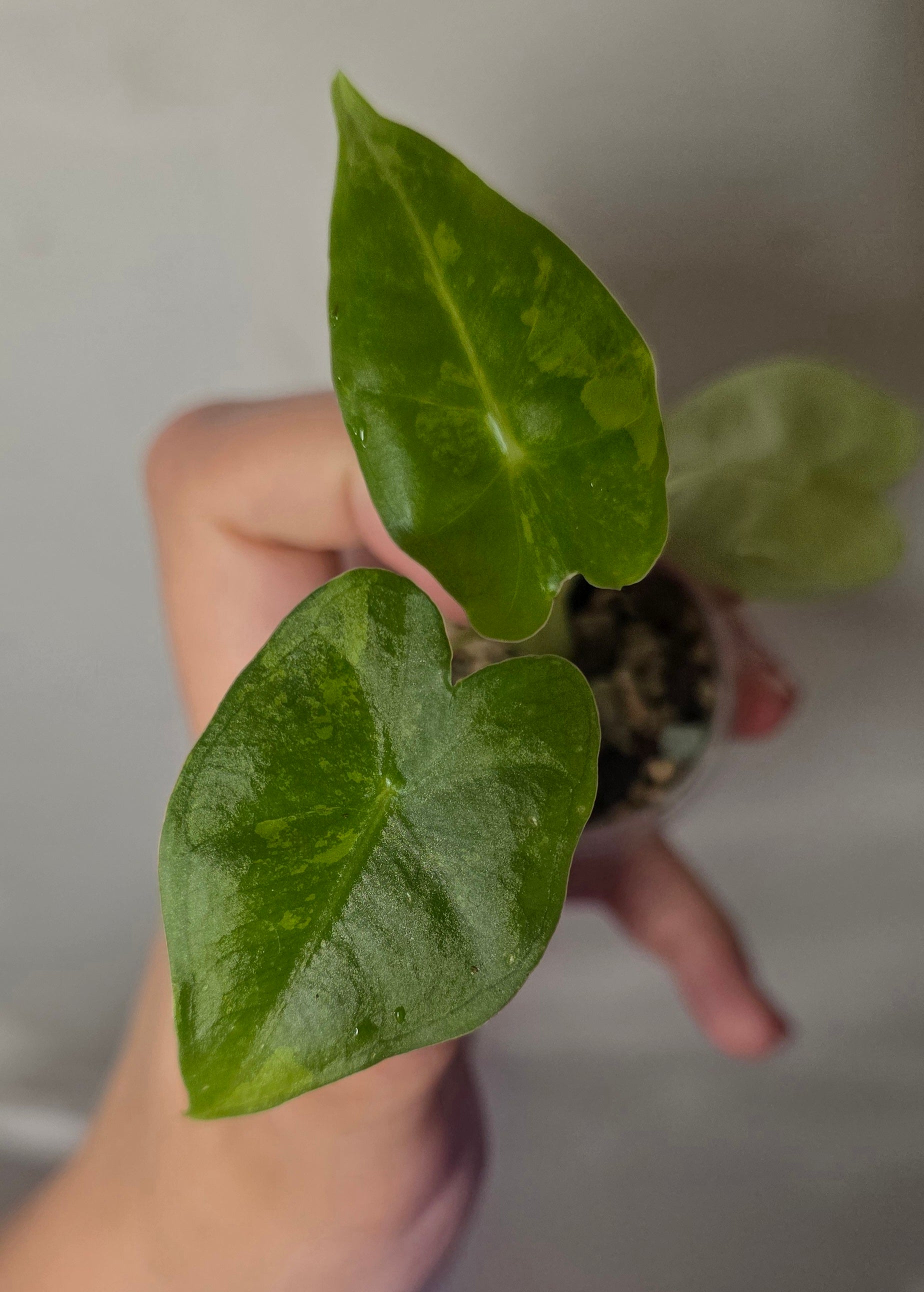 Alocasia Frydek Aurea – Yellow Variegated Green Velvet Alocasia