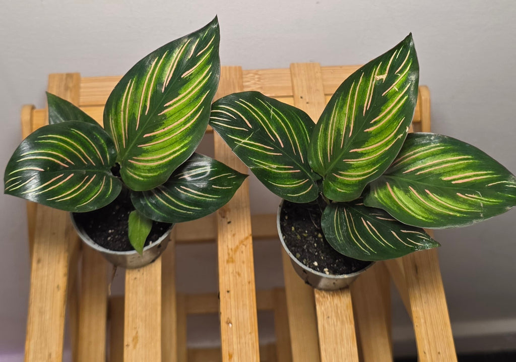 Calathea ornata – Pinstripe Prayer Plant