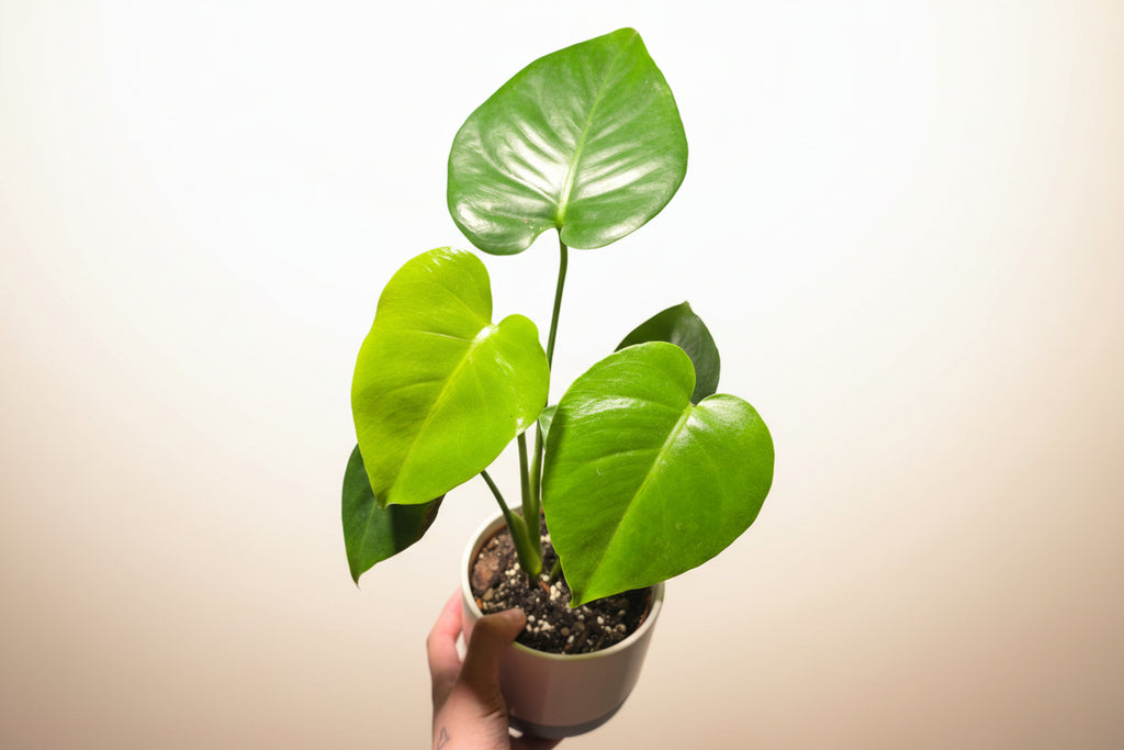 Monstera Deliciosa – Swiss Cheese Plant
