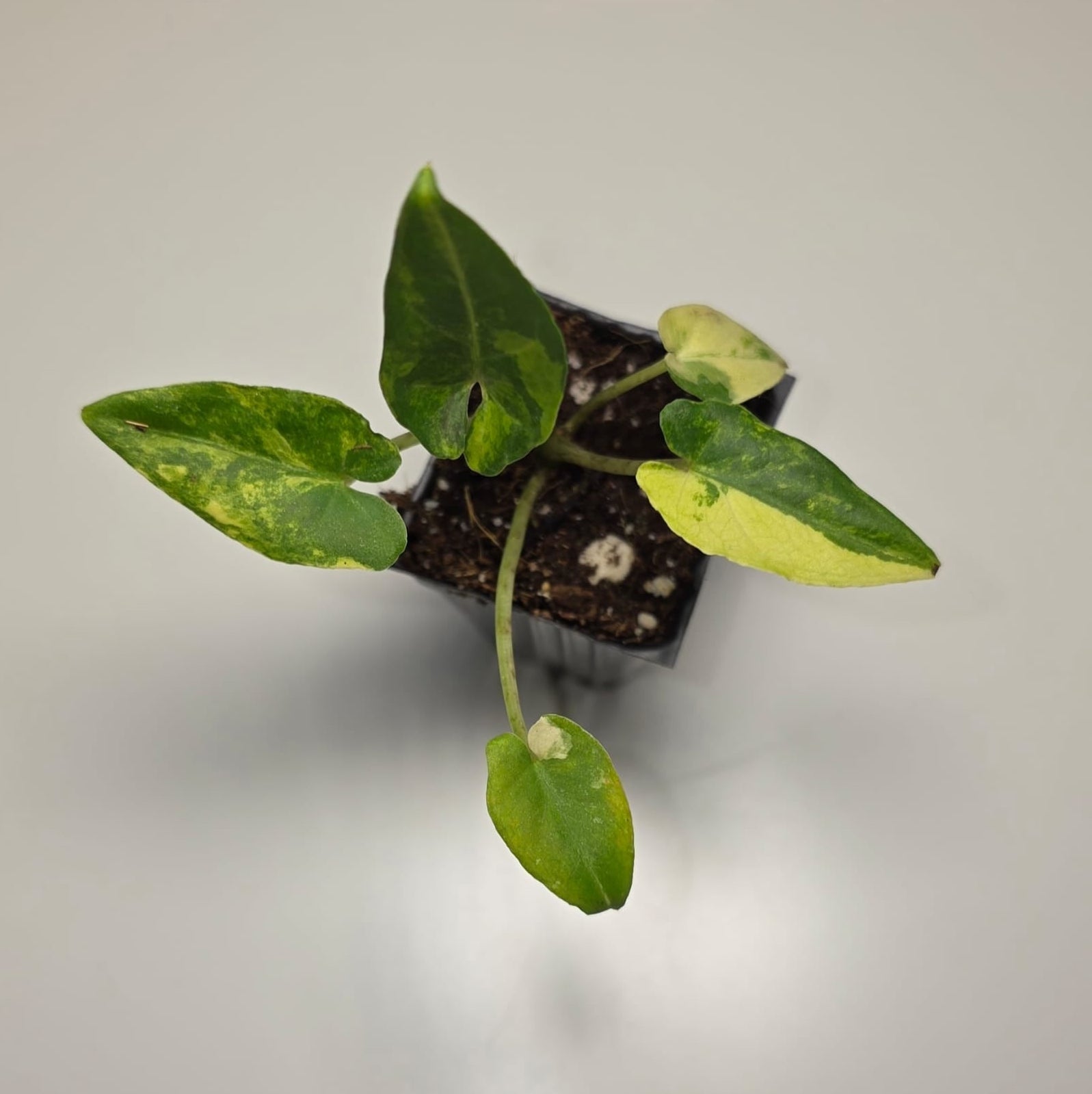 Alocasia Lauterbachiana Aurea Variegated – Rare Variegated Alocasia