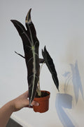 Alocasia Longiloba Purple – Rare Tropical Alocasia