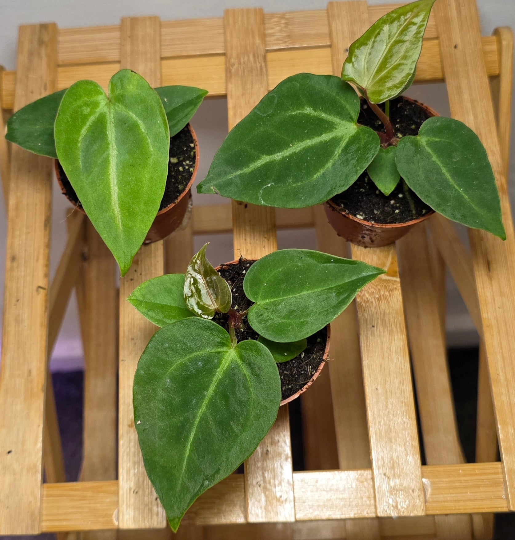 Anthurium Magnificum – Velvet Veined Plant (6cm Pot)