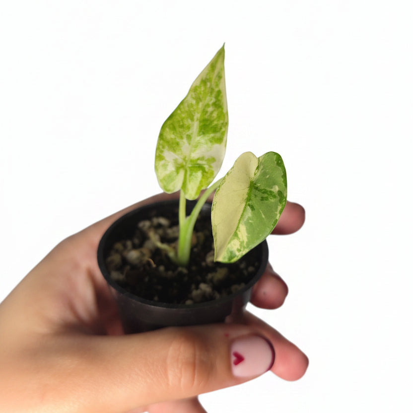 Alocasia gageana Albo – Variegated Alocasia in 6cm Pot