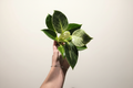 Philodendron Birkin